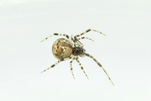 Cryptachaea riparia