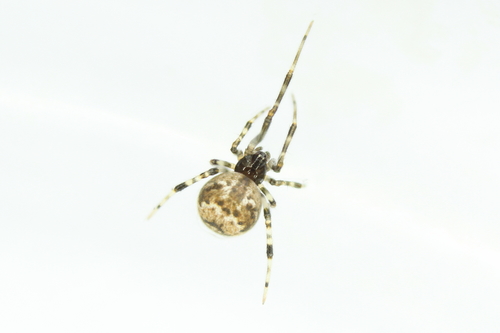Cryptachaea riparia