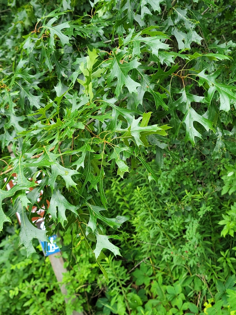 northern-pin-oak-from-osborne-rd-ne-central-ave-ne-minnesota-55432