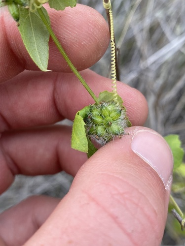 Sicyos lasiocephalus Skottsb.