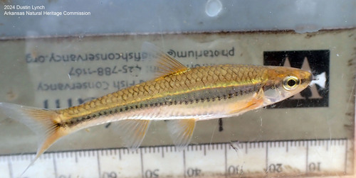 Ozark Minnow