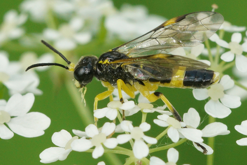 Tenthredo zonula Klug, 1817