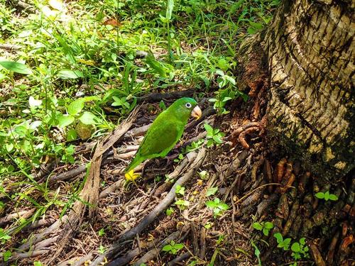 Golden-winged Parakeet
