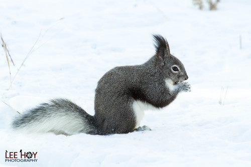 Abert's Squirrel