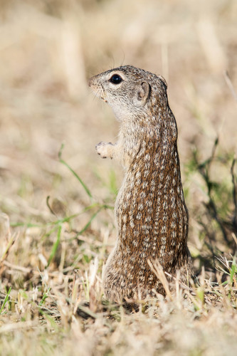 Rio Grande Ground Squirrel