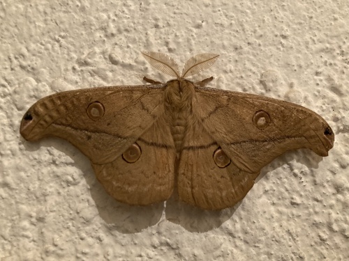 Copaxa lavendera