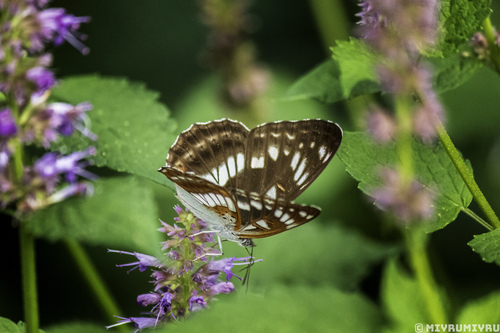 Limenitis helmanni