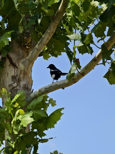 Oriental Magpie