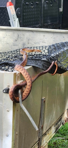 Brown Tree Snake sighting