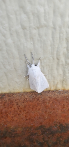 Virginian Tiger Moth