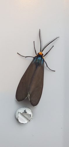 Virginia Ctenucha Moth