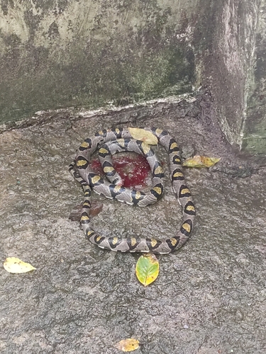 Mandarin Ratsnake