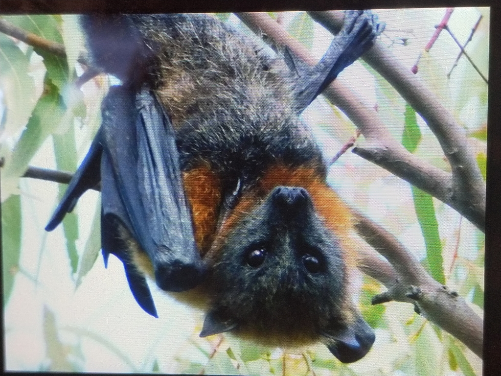 Grey-headed Flying-fox From Bramfield Sa 5670, Australia On July 6 