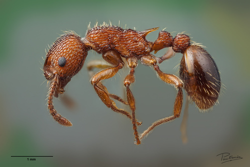 Myrmica alobaMyrmica aloba