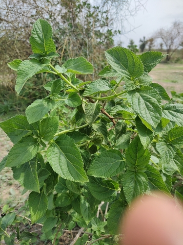 common lantana