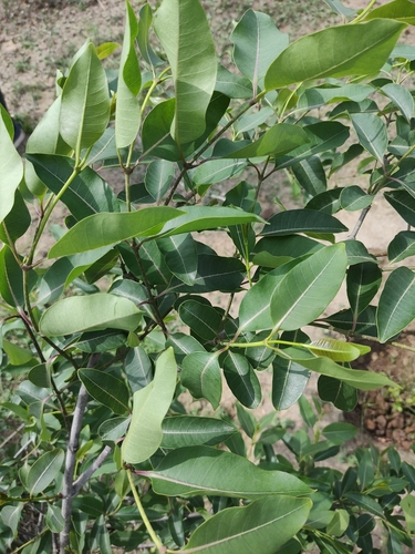 Rubber Vine