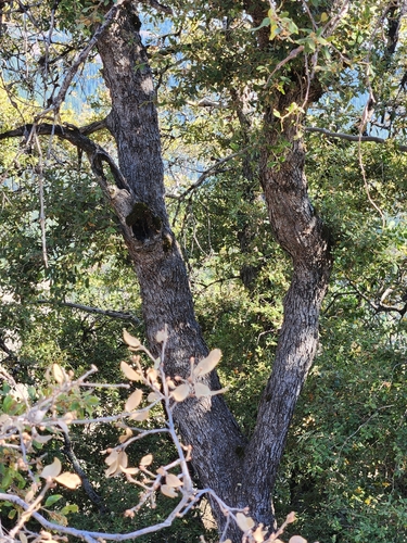 Quercus chrysolepis × vacciniifolia
