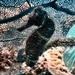 Observation photo