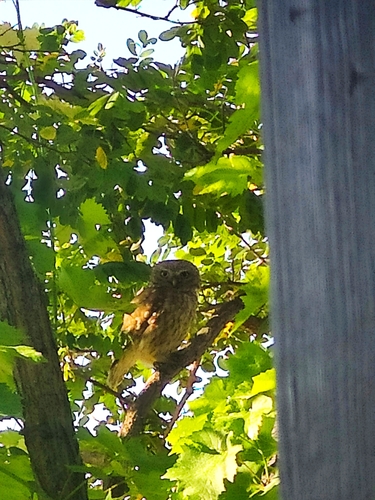 Little Owl