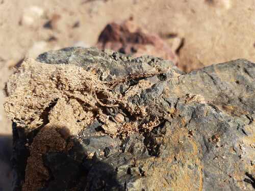 Stegodyphus nathistmus