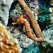 Observation photo