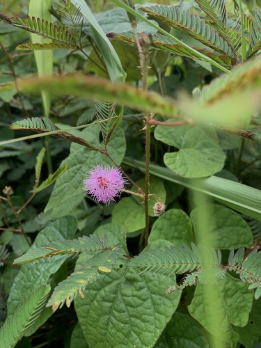 Sensitive Plant