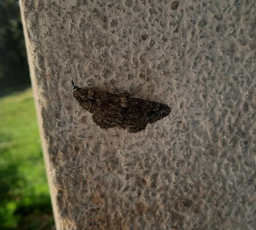 Mottled Beauty