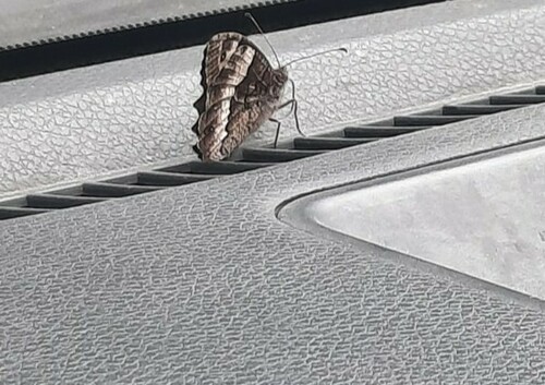 Woodland Grayling