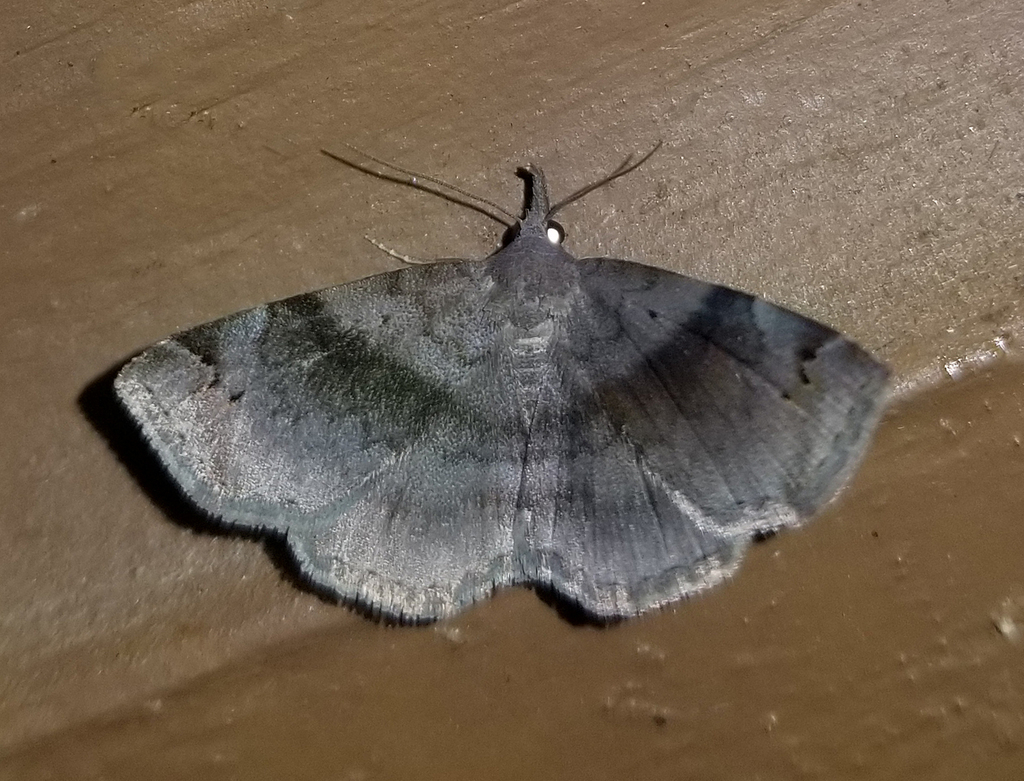 Six-spotted Gray from Fentress County, TN, USA on July 5, 2024 at 09:45 ...