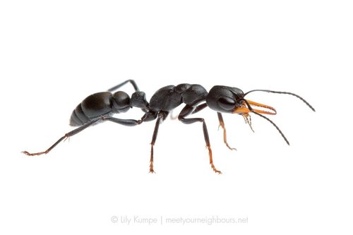 克拉克牛蚁Myrmecia clarki