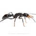 Myrmecia clarki - Photo (c) Lily Kumpe, all rights reserved, uploaded by Lily Kumpe