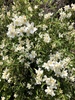 Lewis' Mock Orange - Photo (c) monte007, all rights reserved