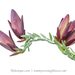 Darwinia speciosa - Photo (c) Lily Kumpe, todos los derechos reservados, subido por Lily Kumpe