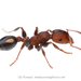 Spotted Muscleman Tree Ant - Photo (c) Lily Kumpe, all rights reserved, uploaded by Lily Kumpe