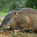 Southern Brown Bandicoot - Photo (c) Lily Kumpe, all rights reserved, uploaded by Lily Kumpe
