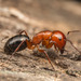 Hormiga Carpintera Engañosa - Photo (c) Clarence Holmes, todos los derechos reservados