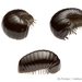 Pill Millipedes - Photo (c) Lily Kumpe, all rights reserved, uploaded by Lily Kumpe