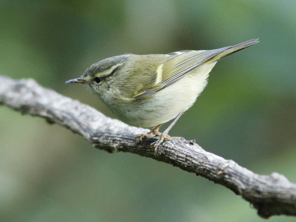 Buff-barred Warbler (Phylloscopus pulcher) photo
