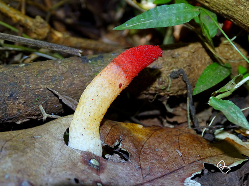 Mutinus argentinus