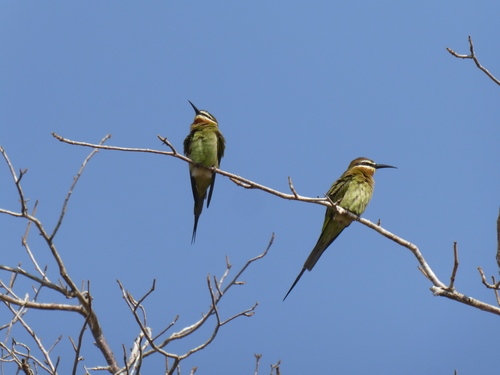 Olive Bee-eater