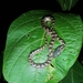Leptodeira annulata ashmeadii - Photo (c) Rainer Deo, todos os direitos reservados, uploaded by Rainer Deo