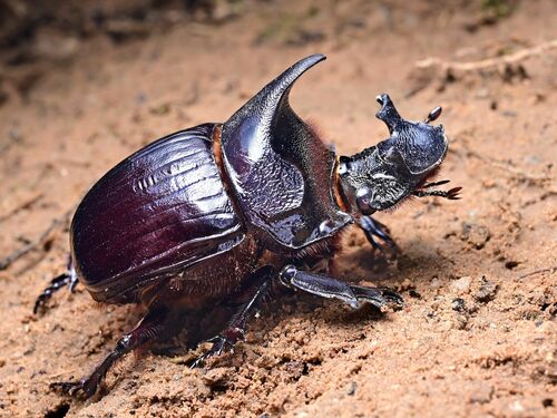 Dung Beetles (Subfamily Scarabaeinae)  iNaturalist