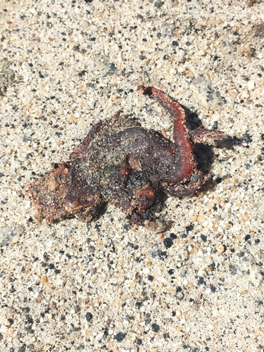 iNaturalist observation photo of Sierra Newt
