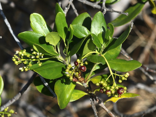 Erithalis