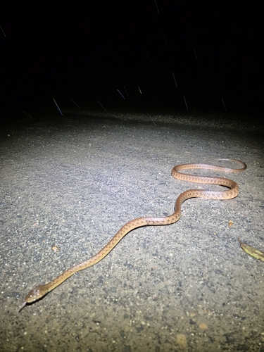 Brown Tree Snake sighting