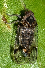 Cixius nervosus
