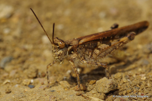 Slender Digging Grasshopper
