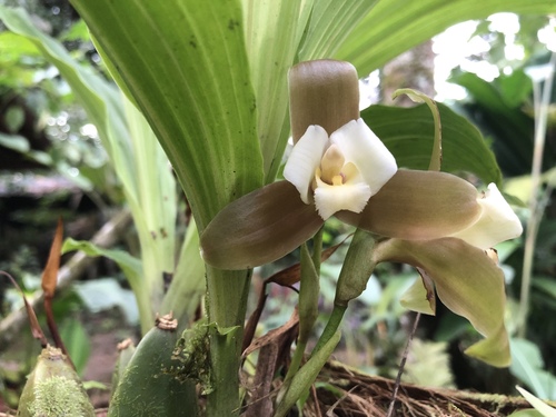 Lycaste