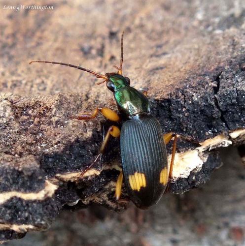 Chlaenius bimaculatus · iNaturalist