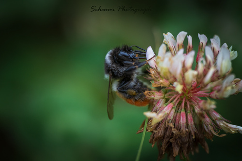 Fiery-bodied Bumble Bee